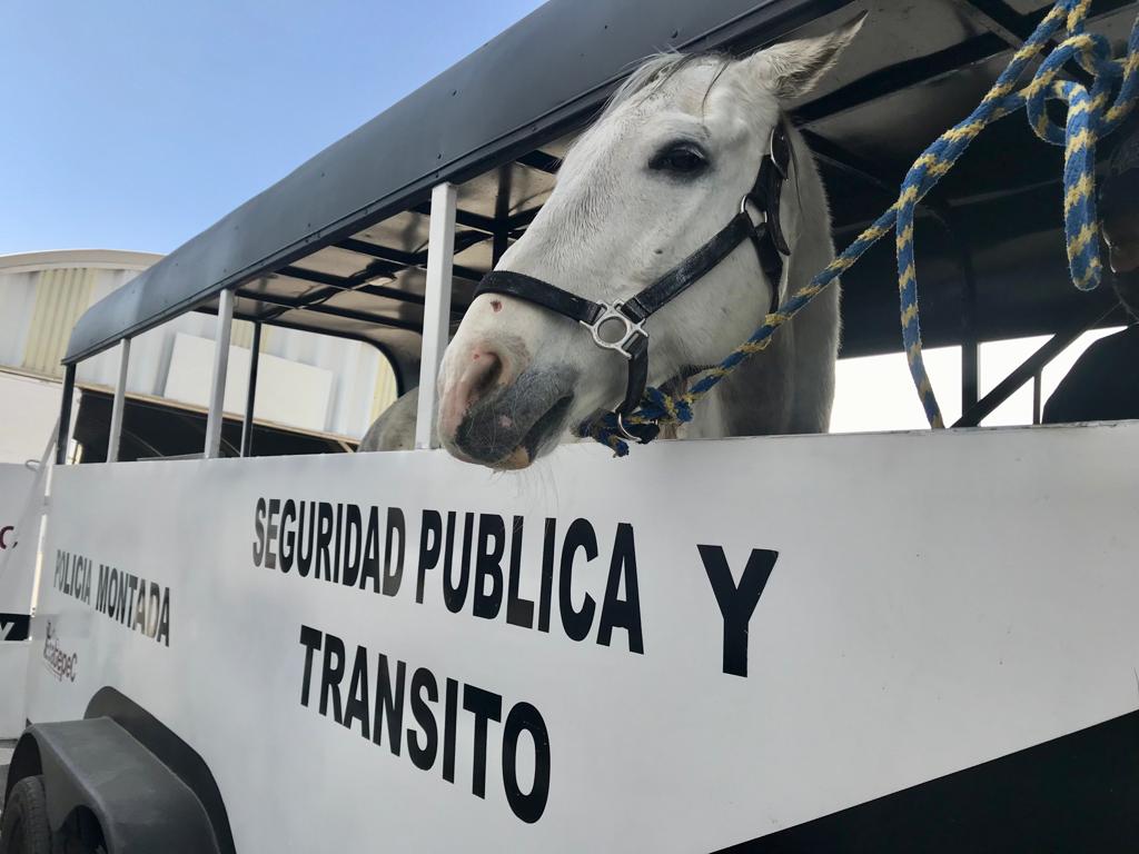 Policía Montada Ecatepec