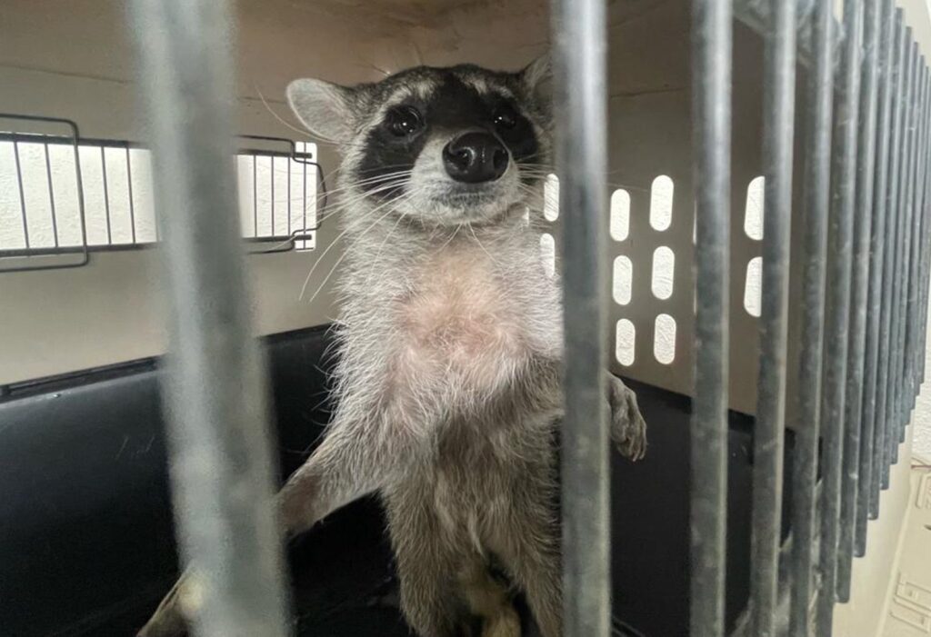 Rescatan a mapache que sobrevivía comiendo basura, en Ecatepec