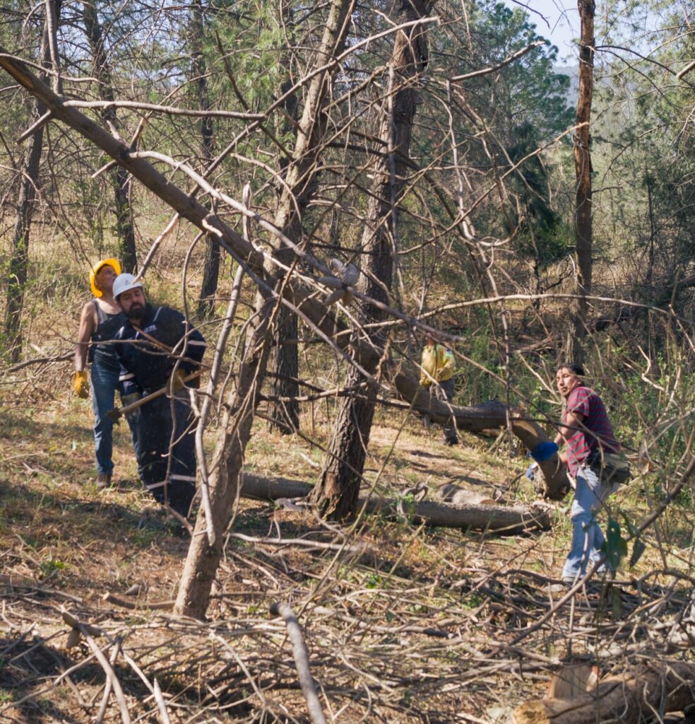 Bosques dañados