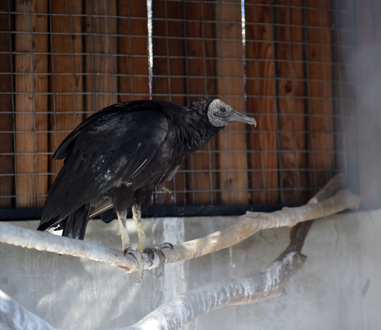 Zopilote negro Ecatepec