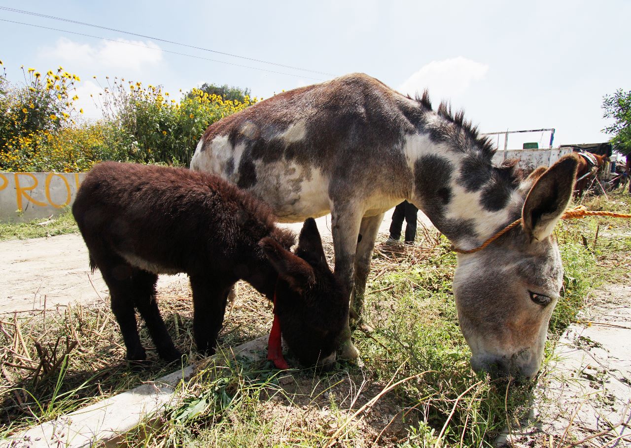 Protección animal Ecatepec