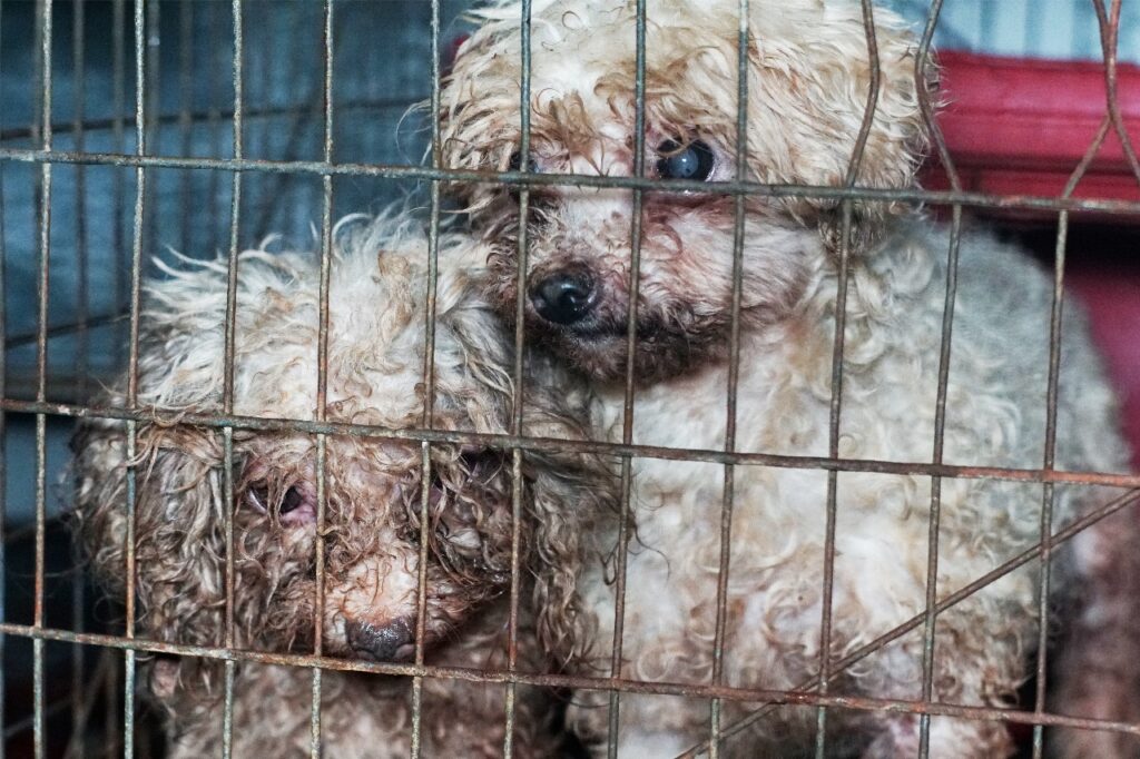 Rescatan a 31 perros de un criadero clandestino en Ecatepec