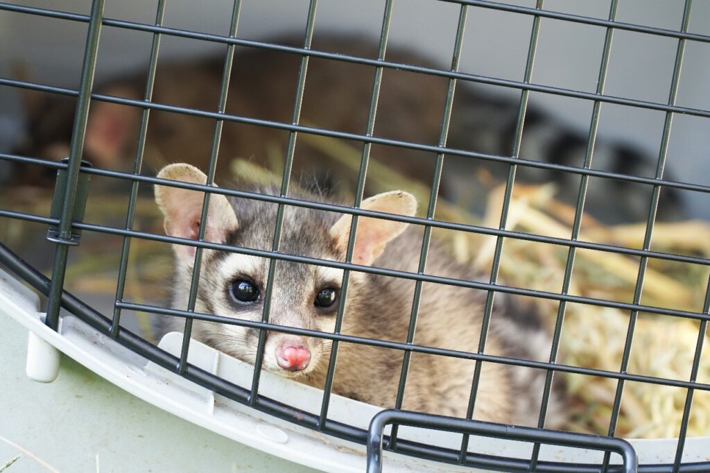 Liberan a pareja de cacomixtles para preservar la especie en la Sierra de Guadalupe, en Ecatepec