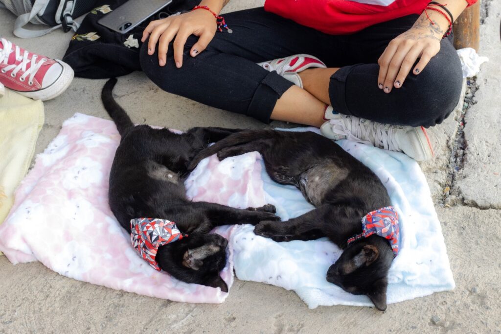 Chimalhuacán: benefician a tenedores de mascotas con jornada de esterilización