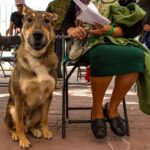 Esterilización mascotas