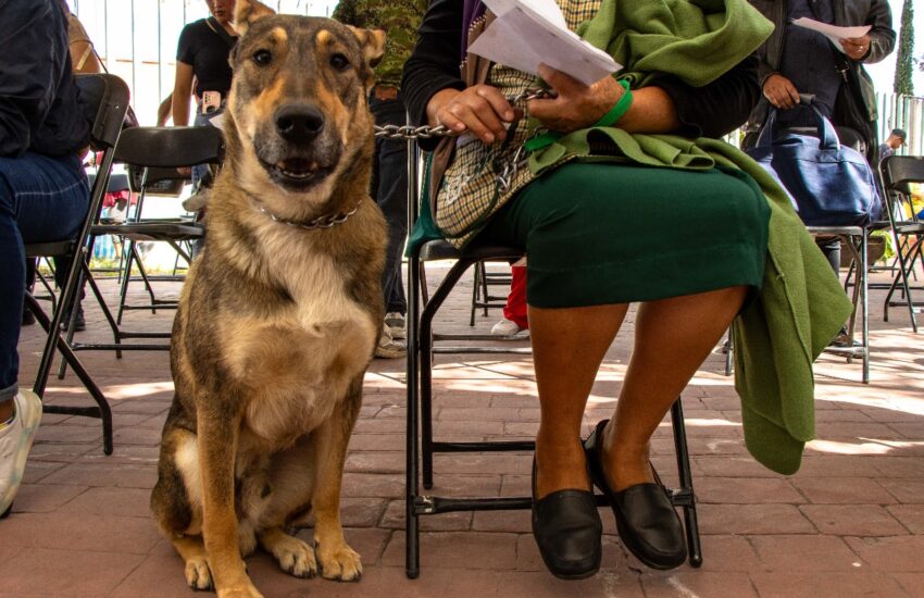 Esterilización mascotas