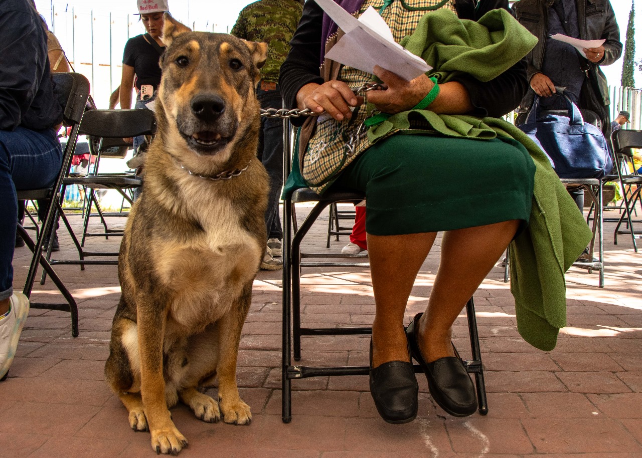 Esterilización mascotas