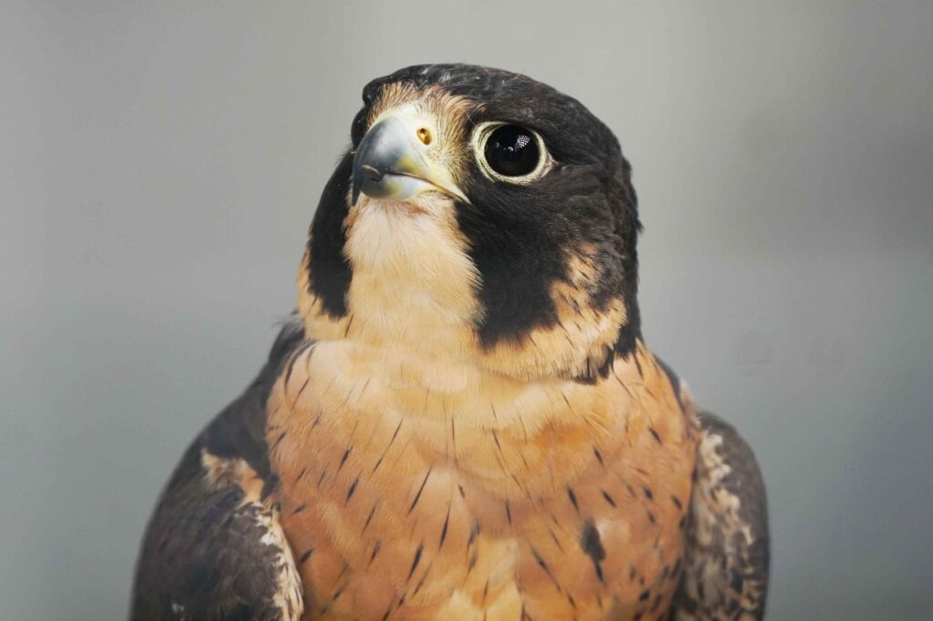 Liberan ejemplar de halcón peregrino rescatado en Ecatepec