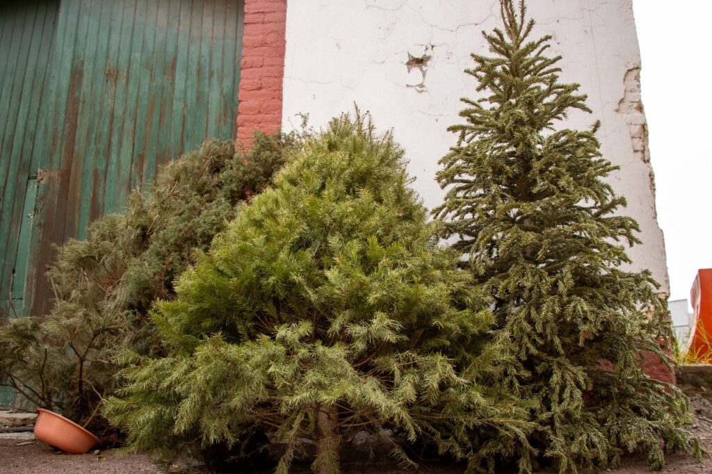 Llaman a cuidar el medio ambiente con programa de recolección y reciclaje de árboles de navidad
