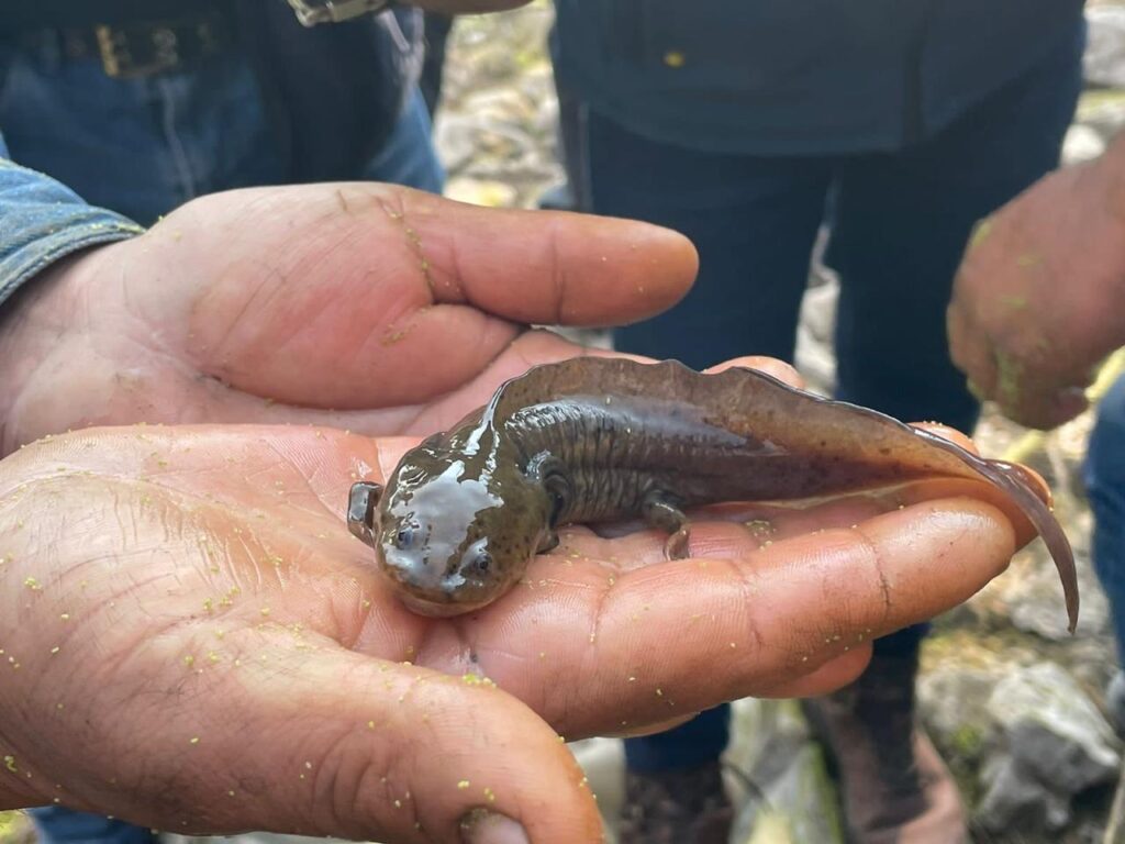 Día Nacional del Ajolote, motivo de fiesta y esfuerzos de conservación en Tecámac