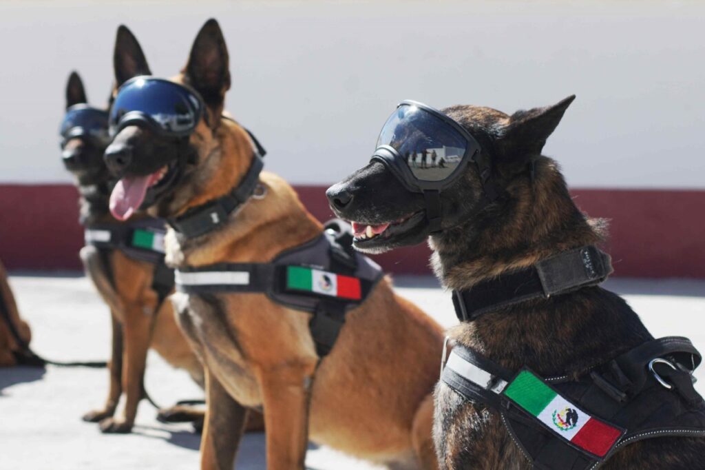 Entregaron equipo a la Unidad Canina de la policía de Ecatepec; el agente ‘Rigobertó’ se jubiló