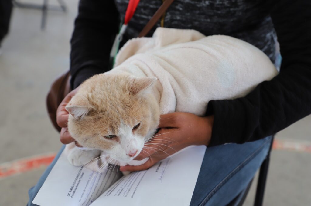 Intensifican programa de esterilización de mascotas, en Tecámac