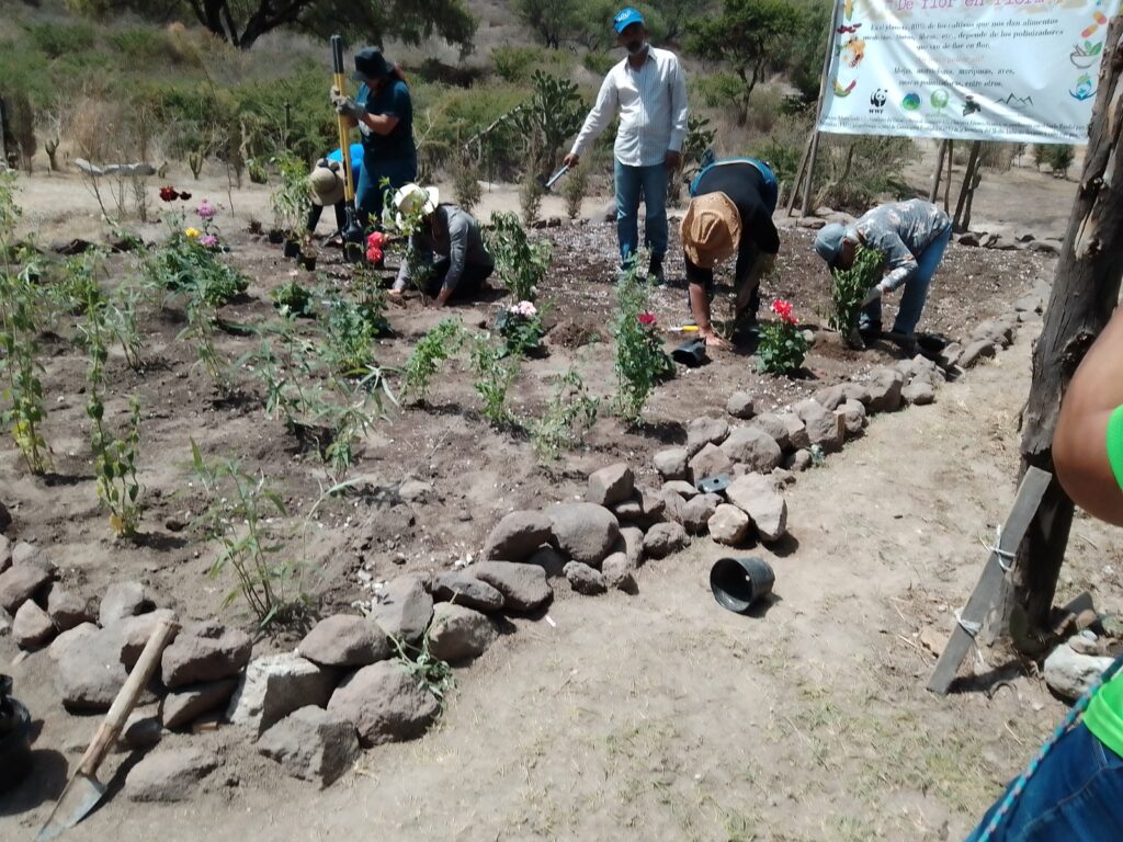 Economía Ambiental/Franature ampliará jardín para polinizadores en beneficio del medio ambiente/Víctor Zendejas Orozco