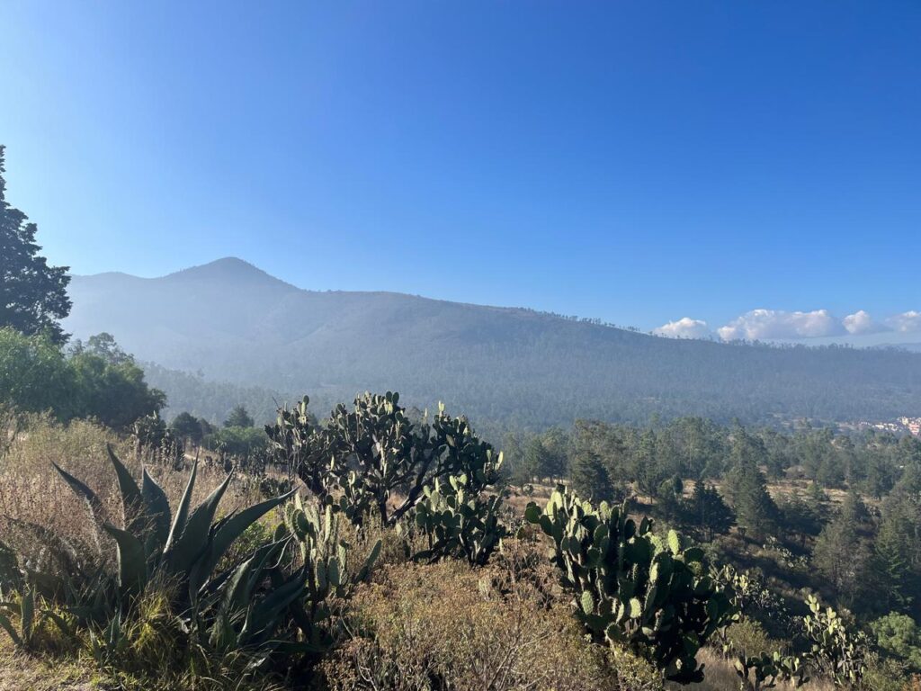 Vecinos y autoridades realizaron reforestación masiva en la Sierra de Guadalupe, en Coacalco