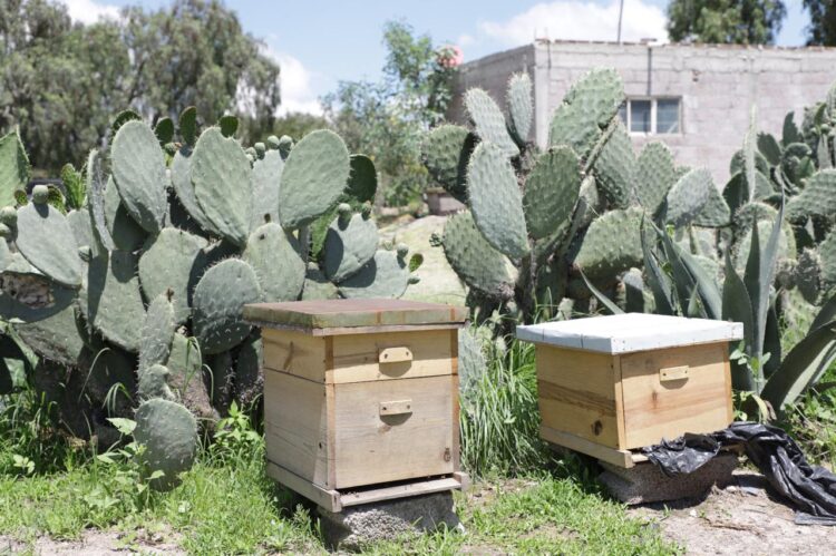 Abejas Tecámac