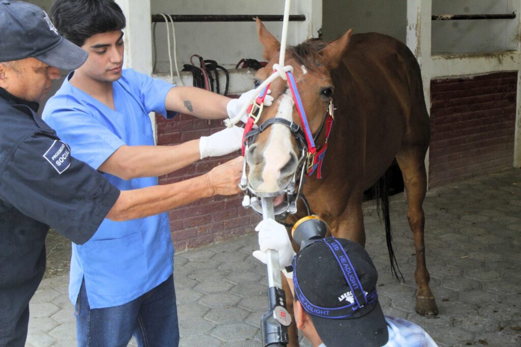 Ecatepec: caballos rescatados y de la policía montada reciben atención médica especializada