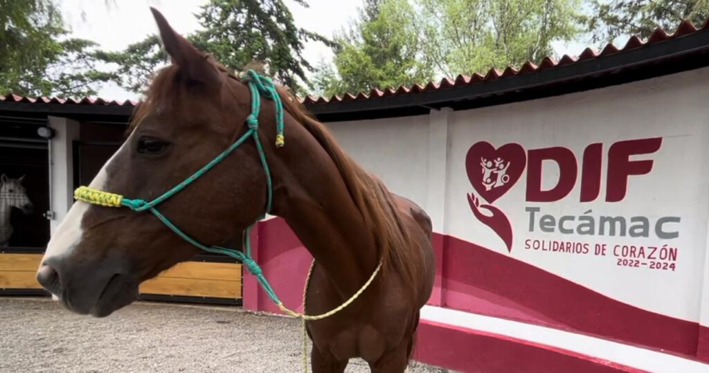 Donan yegua ex jugadora de Polo al Santuario Animal de Sierra Hermosa