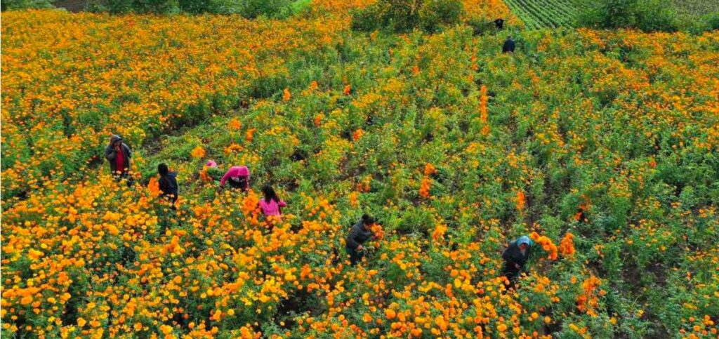 Edomex, el que más flores produce para la celebración de Fieles Difuntos