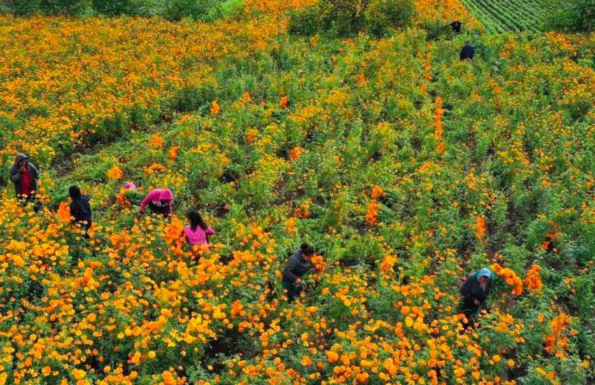 Productores flor Edomex-1