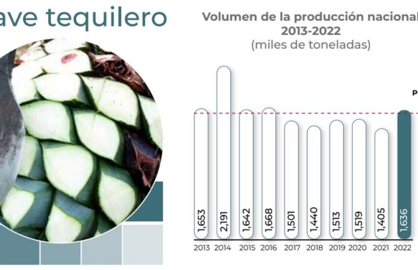 Agave-tequilero-1