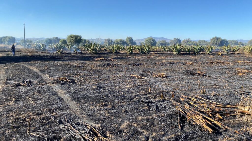 Incendio consume 30 hectáreas de agroalimentos en Nopaltepec