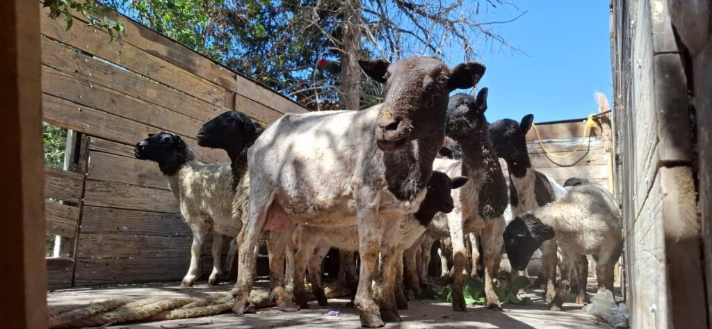 Rescatan de maltrato a 27 borregos y una yegua de un predio insalubre en el centro de Tecámac