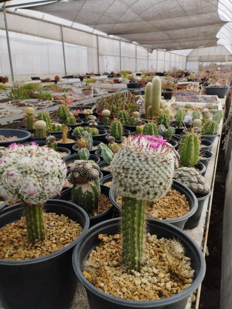 El vivero joven de cactáceas más grande de México está en Totolcingo, Edomex
