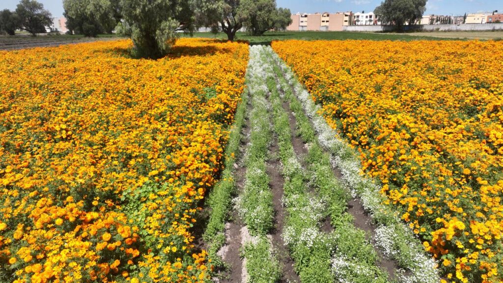 Campos de cempasúchil tiñen de naranja a Tecámac para el Día de Fieles Difuntos 