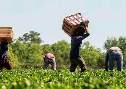 Necesario, monitorear derechos laborales de trabajadores agrícolas en Canadá