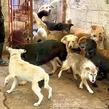 Diario Ejecutivo/Cártel inmobiliario, detrás del desalojo/Roberto Fuentes Vivar