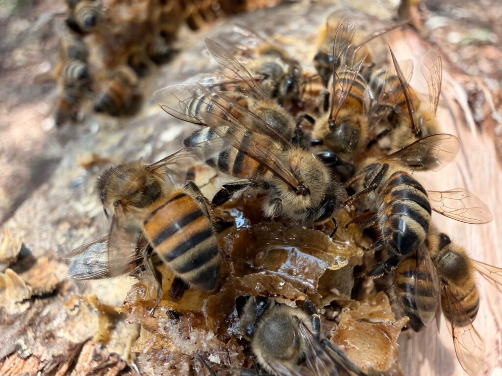 Refuerzan acciones de protección ambiental con exitosa reubicación de colonia de abejas, en Tecámac