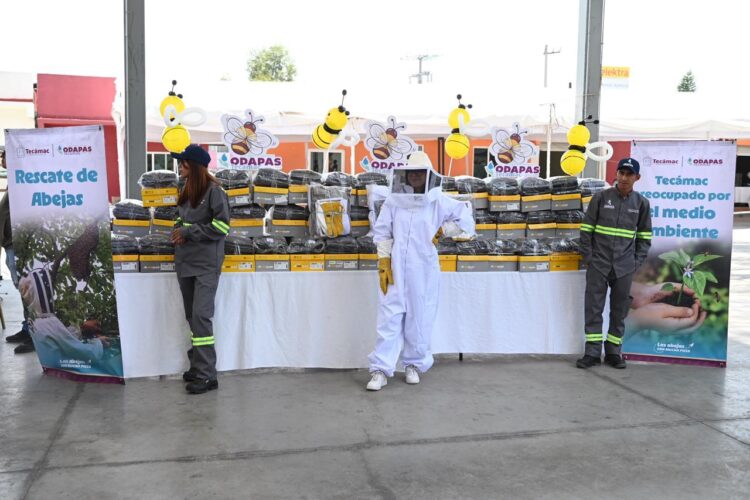 Abejas Tecámac 5