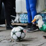 Pato pambolero-1