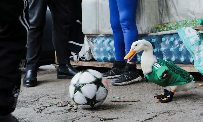 Pato pambolero-1