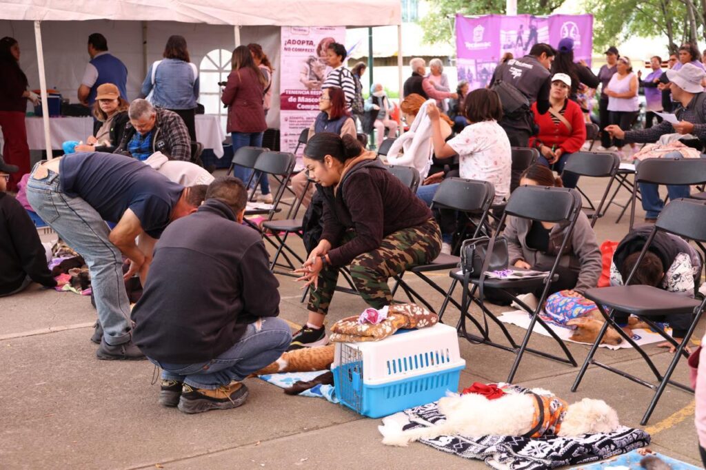 Tecámac: alcanzan más de 8 mil esterilizaciones y continúan jornada gratuitas en octubre