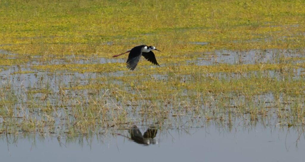 El Ecatepec que no sale en las noticias: Ciudad de las Aves